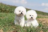 BICHON FRISE 116